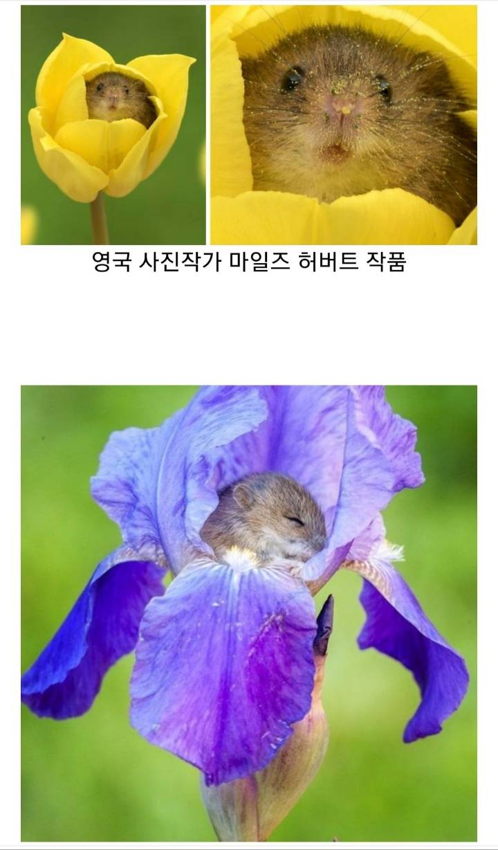 꽃속에서 잠자는 쥐....JPG | 인스티즈