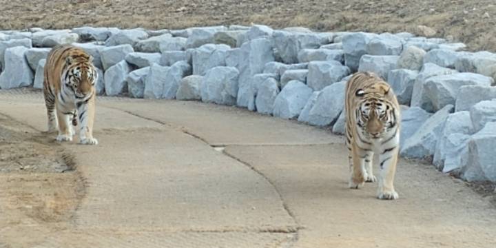 백두대간수목원에서 호랑이 보고 온 후기.tiger | 인스티즈