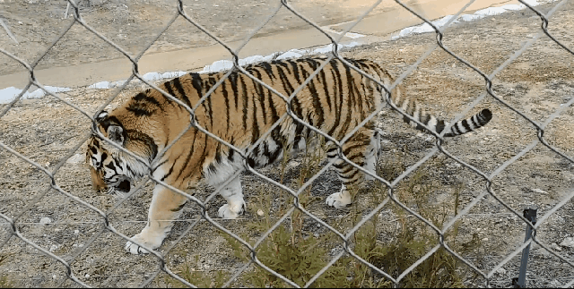 백두대간수목원에서 호랑이 보고 온 후기.tiger | 인스티즈
