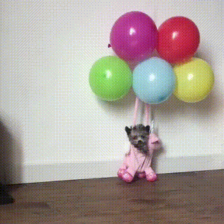 하늘을 나는 강아지.gif | 인스티즈