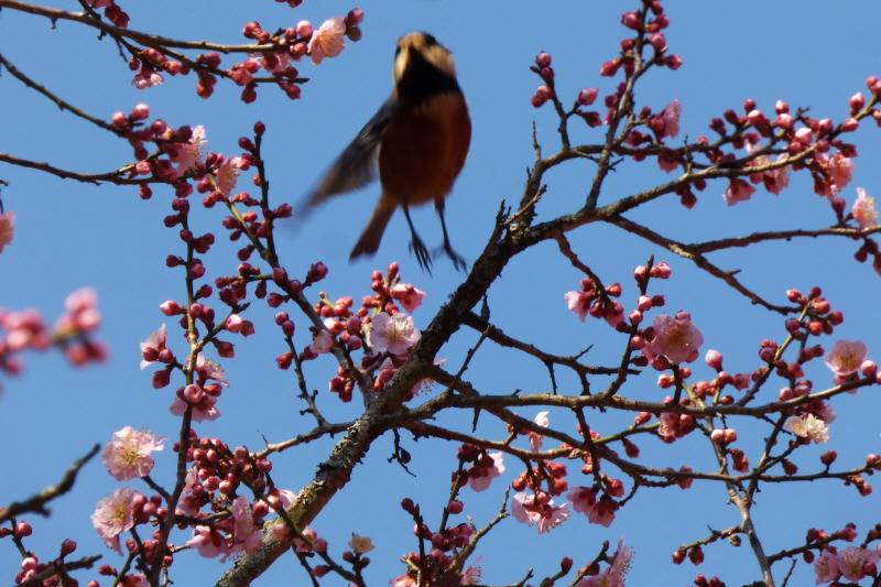 한국의 매화 - 2019.3.24 촬영 - 화엄사, 백양사 | 인스티즈