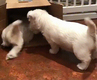 박스 때문에 싸우는 댕댕이들.gif | 인스티즈