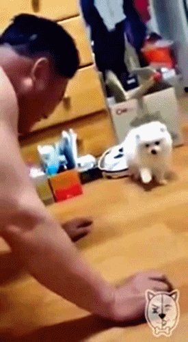 개 키우면 갖다 버린다는 아빠들 특징.gif | 인스티즈