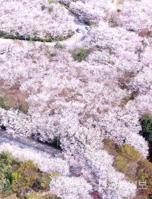 부산 황령산 벚꽃길.jpg | 인스티즈