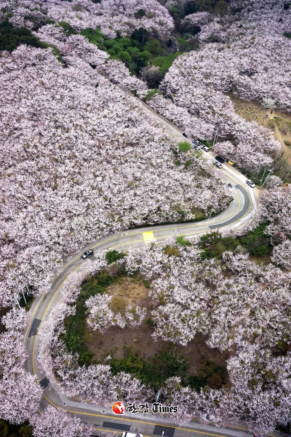 부산 황령산 벚꽃길.jpg | 인스티즈