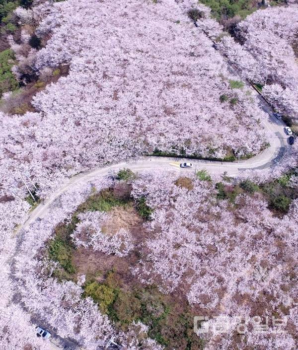 부산 황령산 벚꽃길.jpg | 인스티즈