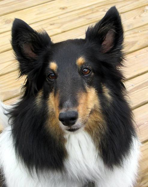 셔틀랜드 쉽독에 대하여 | 인스티즈