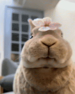 토끼 오물오물 근접샷.gif - 인스티즈(instiz) 이슈 카테고리