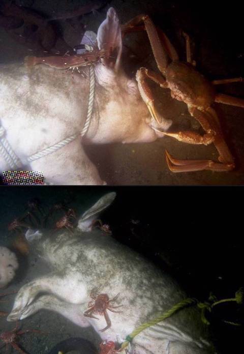 돼지의 시체를 바다에 버린 후 관찰카메라.jpg | 인스티즈