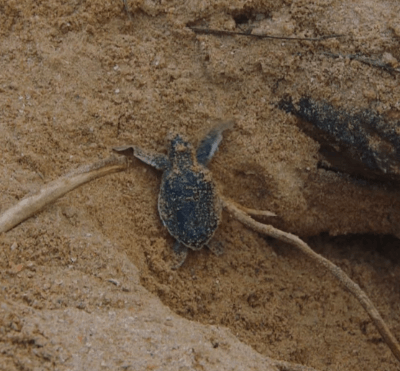 태어나자마자 살기위해 달리는 새끼 거북이들.jpgif | 인스티즈