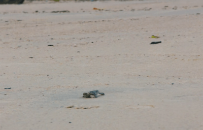 태어나자마자 살기위해 달리는 새끼 거북이들.jpgif | 인스티즈