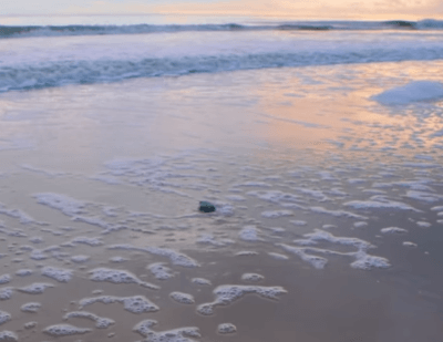 태어나자마자 살기위해 달리는 새끼 거북이들.jpgif | 인스티즈