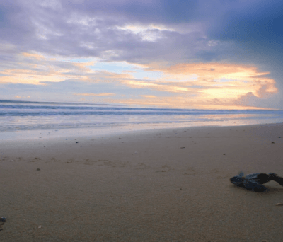 태어나자마자 살기위해 달리는 새끼 거북이들.jpgif | 인스티즈