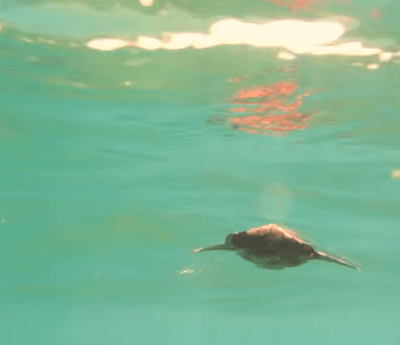 태어나자마자 살기위해 달리는 새끼 거북이들.jpgif | 인스티즈