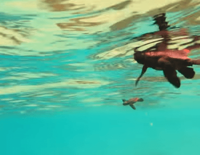 태어나자마자 살기위해 달리는 새끼 거북이들.jpgif | 인스티즈