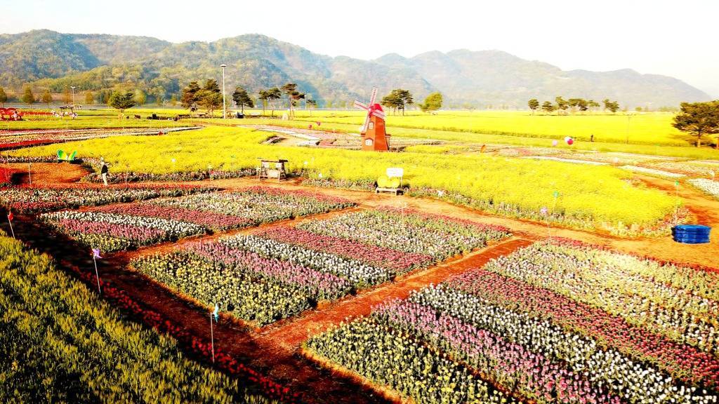 33만평의 유채꽃밭을 드론으로 즐겨보시죠!! | 인스티즈