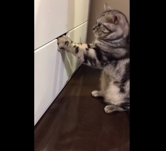 서랍 속이 궁금한 고양이 | 인스티즈