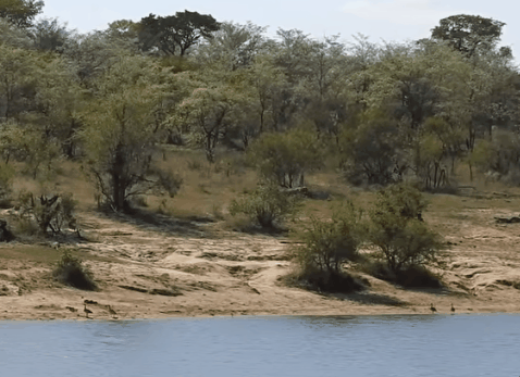 육지엔 사자, 물속엔 악어. 버팔로의 운명은? | 인스티즈