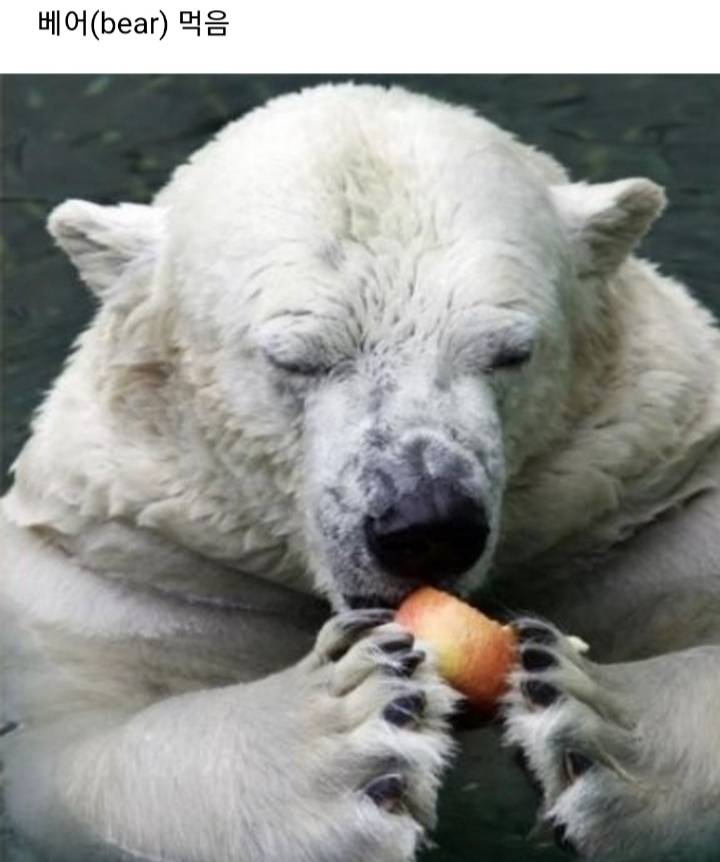 곰이 사과를 먹을때 | 인스티즈