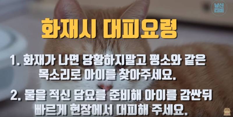 우리집 고양이를 위한 재난대비 메뉴얼 | 인스티즈