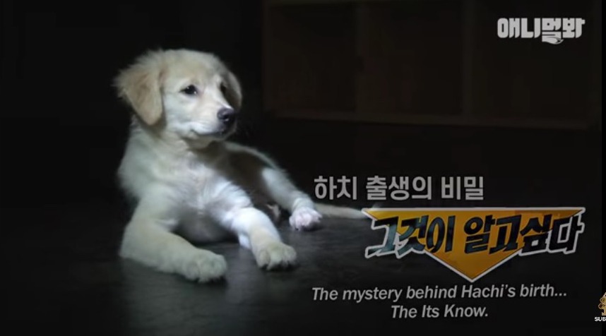 견생 2개월차, 엄마보다 커버린 강아지 하치 출생의 비밀 | 인스티즈