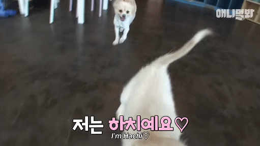 견생 2개월차, 엄마보다 커버린 강아지 하치 출생의 비밀 | 인스티즈