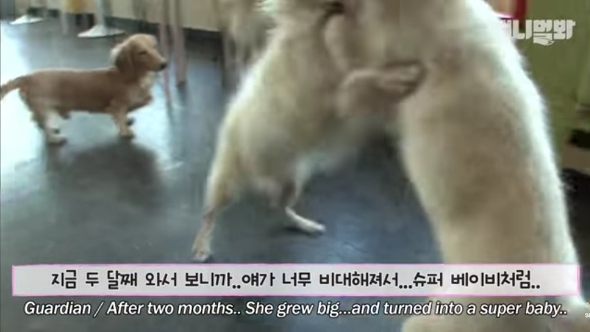 견생 2개월차, 엄마보다 커버린 강아지 하치 출생의 비밀 | 인스티즈