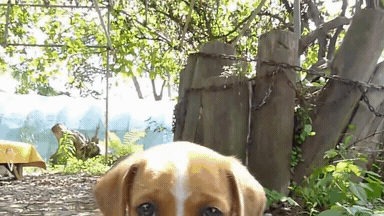 시골강아지.gif | 인스티즈