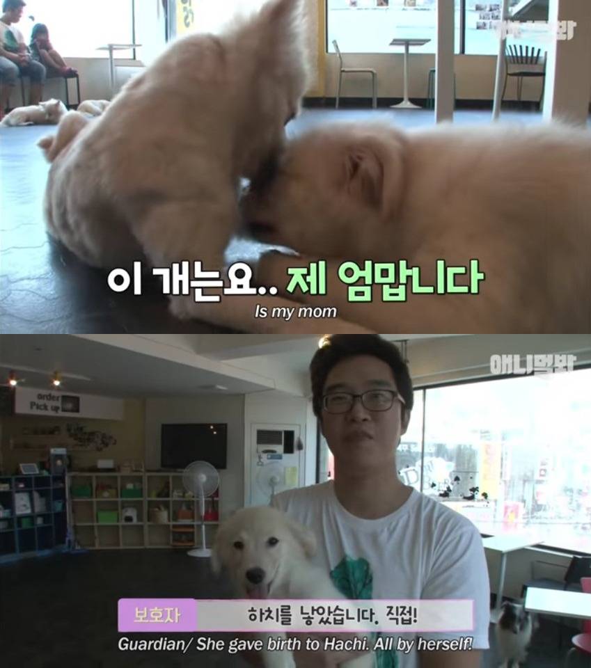 견생 2개월차, 엄마보다 커버린 강아지 하치 출생의 비밀 | 인스티즈
