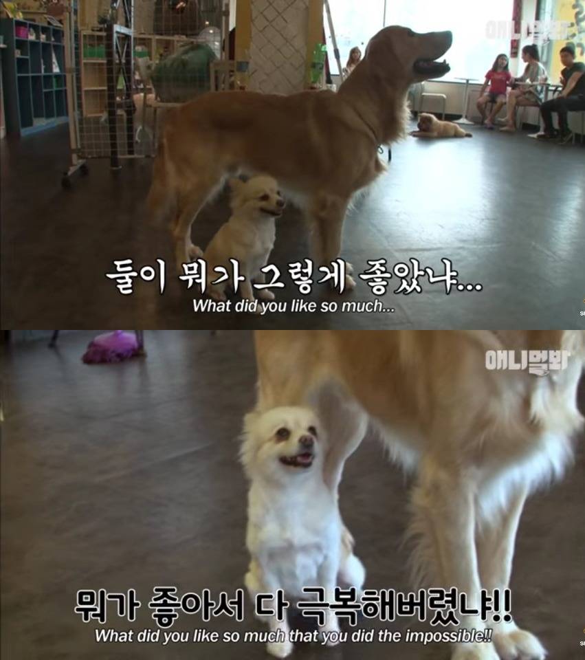 견생 2개월차, 엄마보다 커버린 강아지 하치 출생의 비밀 | 인스티즈
