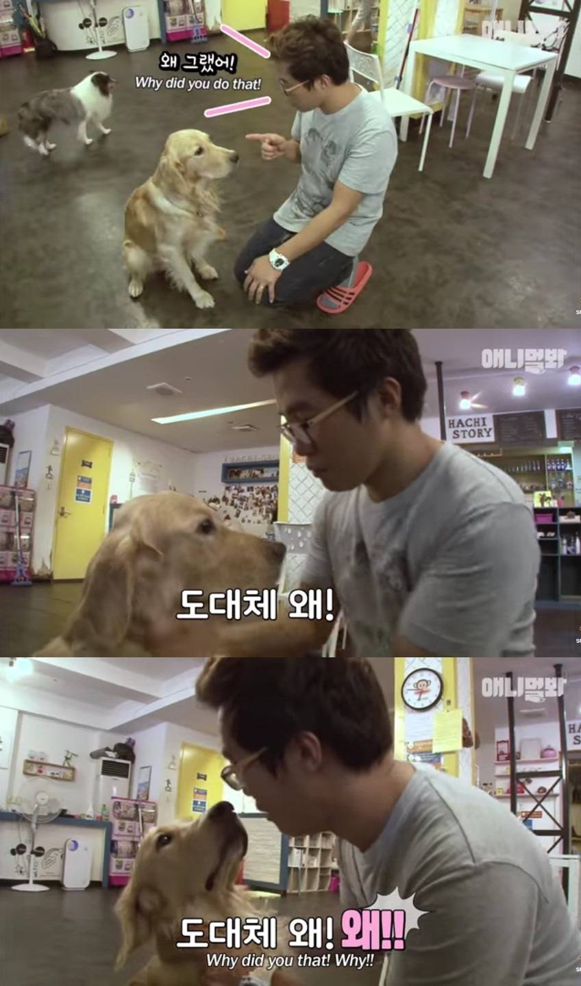 견생 2개월차, 엄마보다 커버린 강아지 하치 출생의 비밀 | 인스티즈