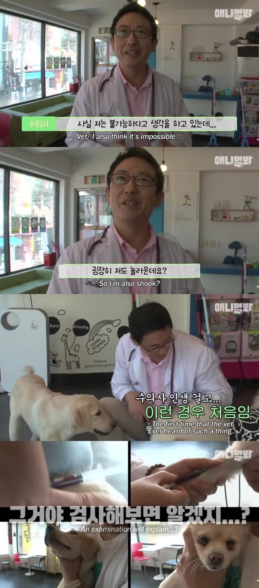 견생 2개월차, 엄마보다 커버린 강아지 하치 출생의 비밀 | 인스티즈