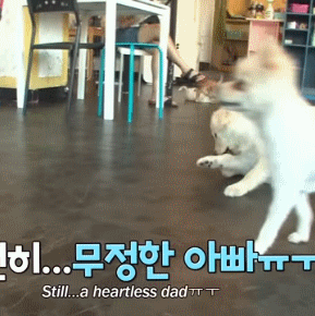 견생 2개월차, 엄마보다 커버린 강아지 하치 출생의 비밀 | 인스티즈