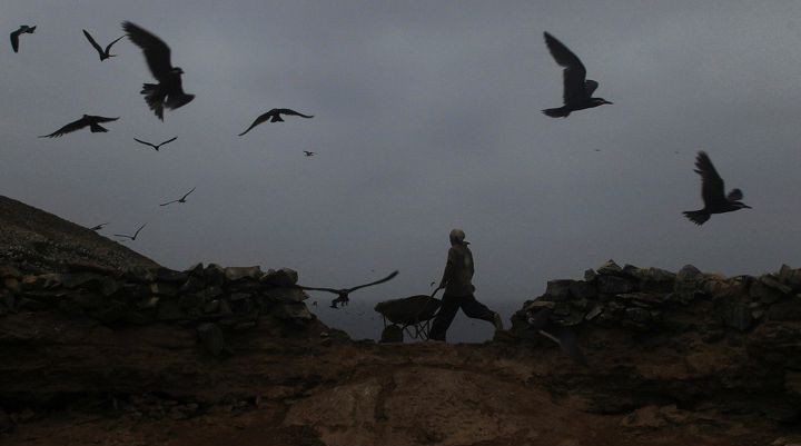 구아노를 둘러싼 페루 새똥전쟁 | 인스티즈