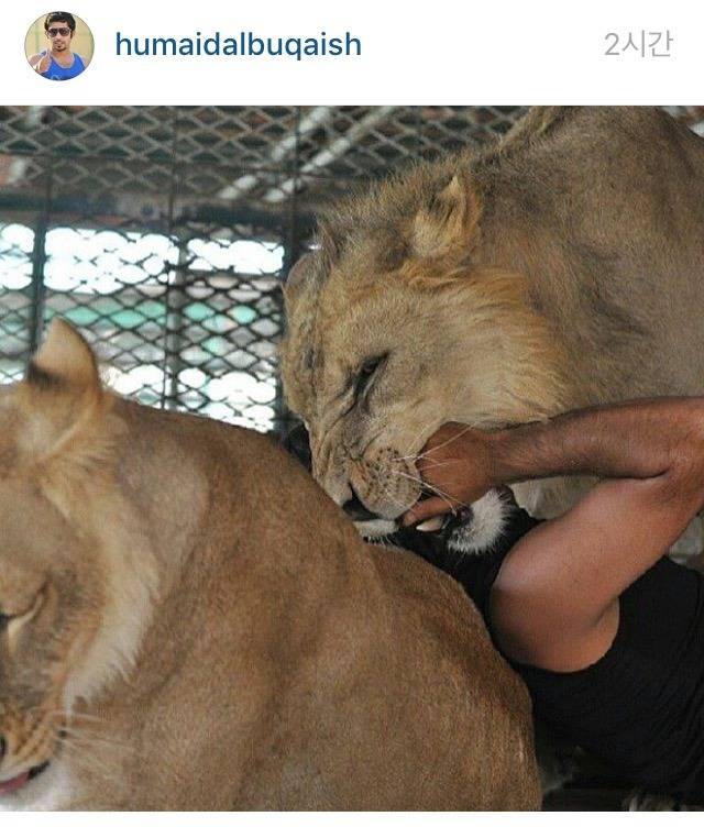 냥이 재롱 | 인스티즈