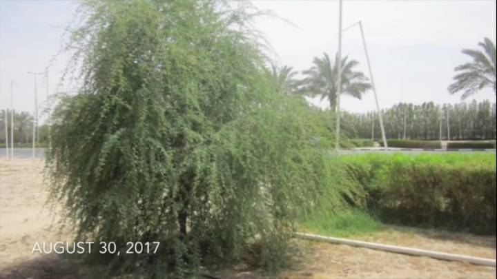 두바이 사막을 숲으로 바꾸고 있는 화분 | 인스티즈