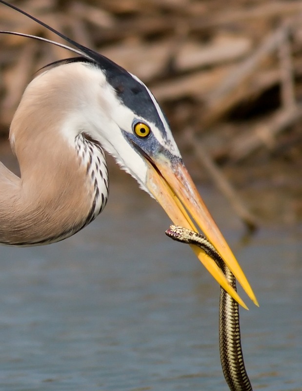왜가리가 먹는 음식들.jpg | 인스티즈