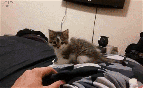 집사의 에네르기파.gif | 인스티즈