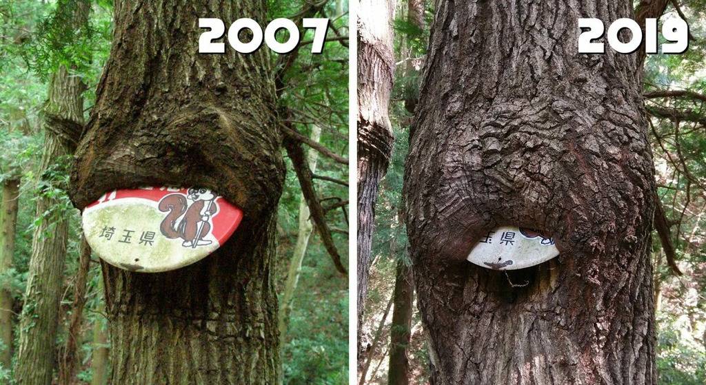 12년 동안 나무의 성장 | 인스티즈