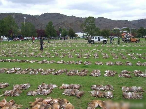 150년째 토끼와 전쟁중인 호주.JPG | 인스티즈