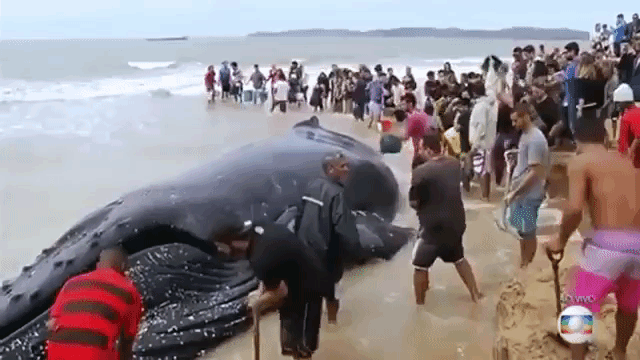 브라질 해변에 좌초된 혹등고래 | 인스티즈