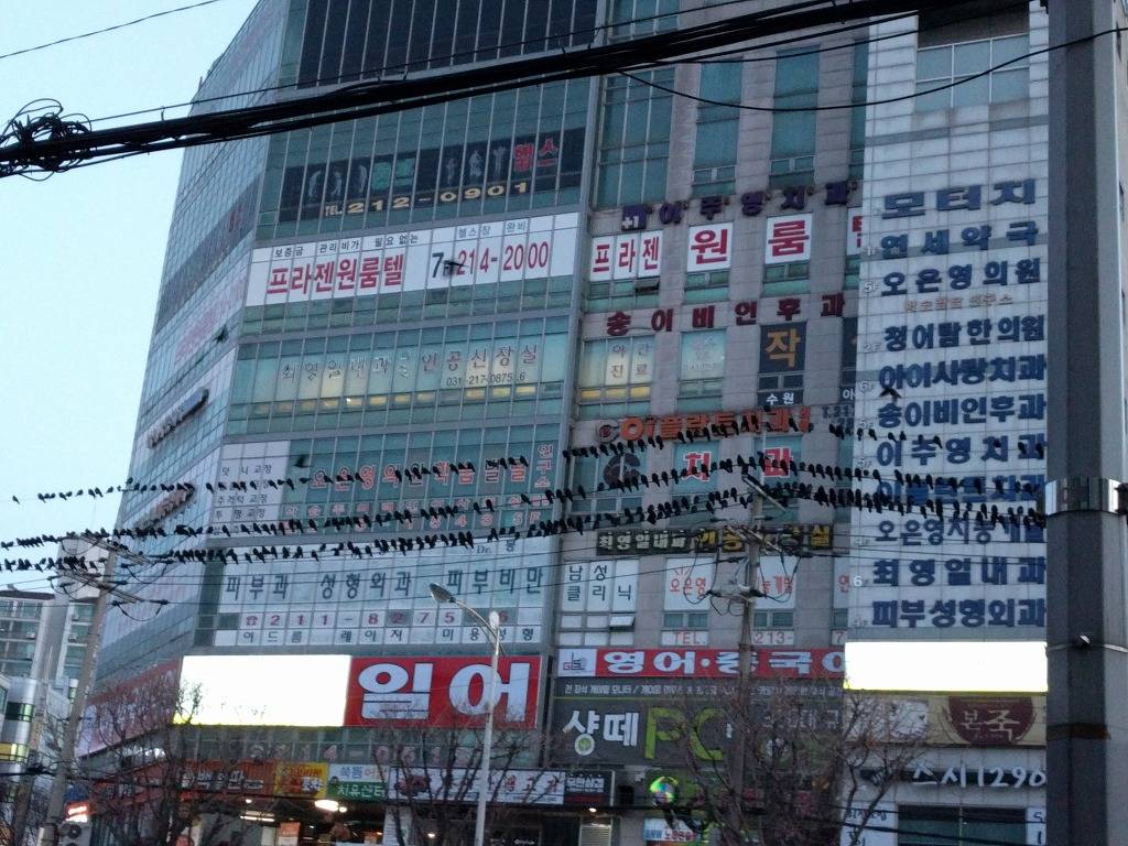 현시간부 수원 까마귀 | 인스티즈