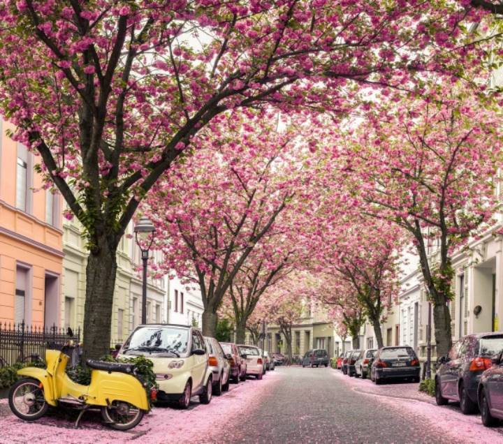 독일의 핑크핑크한 거리...jpg | 인스티즈