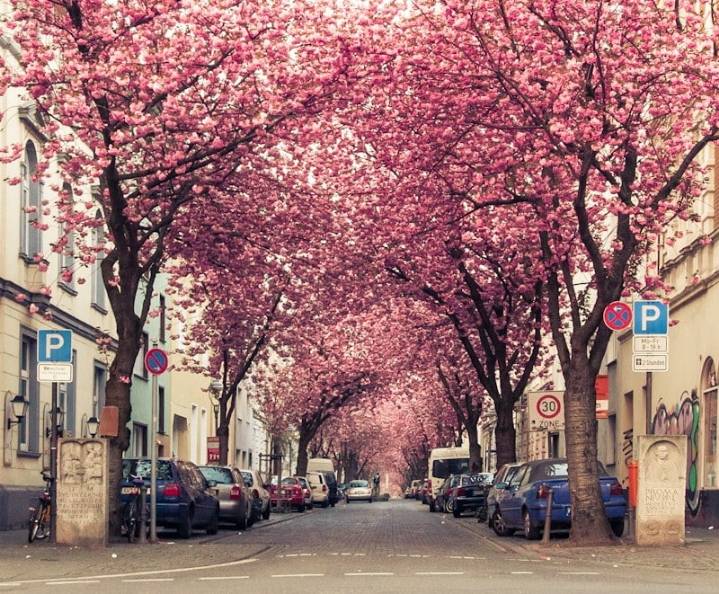 독일의 핑크핑크한 거리...jpg | 인스티즈