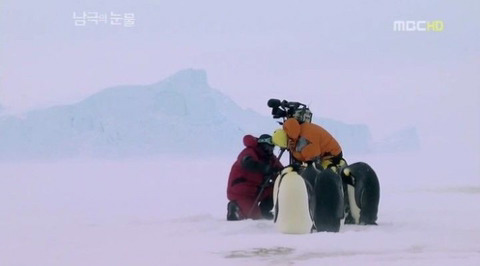 짱귀탱인 남극의 눈물 촬영 당시 펭귄들.gif | 인스티즈
