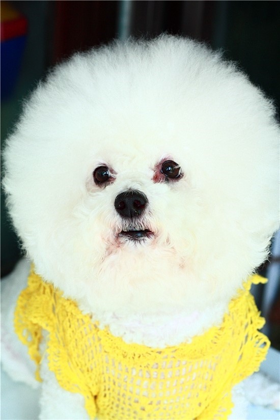 한국 가정에서 많이키우는 강아지들...jpg | 인스티즈