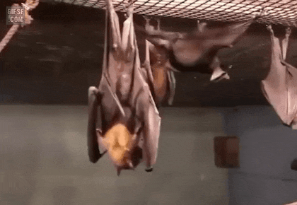 박쥐가 오줌싸는 방법.gif | 인스티즈