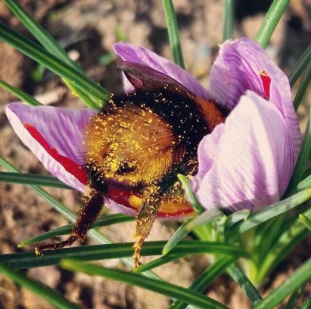 꿀벌 엉덩이....jpg | 인스티즈