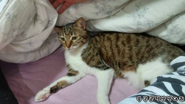 고양이를 싫어하던 떄가 있었다.(사진많음주의) | 인스티즈