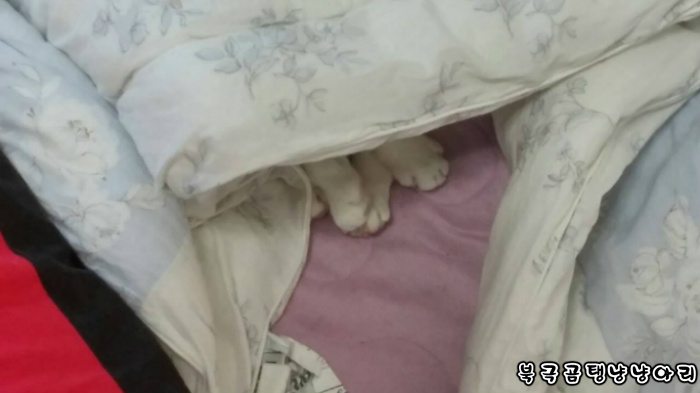 고양이를 싫어하던 떄가 있었다.(사진많음주의) | 인스티즈